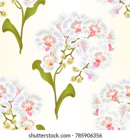 Seamless texture branches orchid Phalaenopsis white flowers tropical plants green stem and buds and leaves  vintage vector botanical illustration for design editable hand draw 