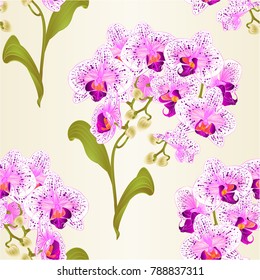 Seamless texture branches orchid Phalaenopsis purple and white flowers tropical plants green stem and buds and leaves  vintage vector botanical illustration for design editable hand draw 