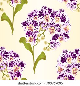 Seamless texture branches orchid Phalaenopsis spotted purple and white flowers tropical plants green stem and buds and leaves  vintage vector botanical illustration for design editable hand draw 
