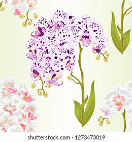Seamless texture branches orchids Phalaenopsis dots and  white flowers and leaves tropical plants  stem and buds vintage vector botanical illustration for design editable hand draw