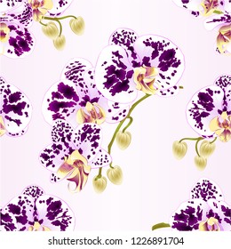 Seamless texture branches orchids spotted  flowers  tropical plant Phalaenopsis  on a white background  set first vintage vector botanical illustration for design hand draw