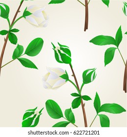 Seamless texture buds white Rose stem with leaves vintage  Festive background vector illustration