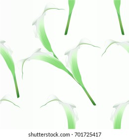 Seamless texture Calla lily herbaceous perennial  white  flower  ornamental plants   vintage  vector illustration editable hand draw
