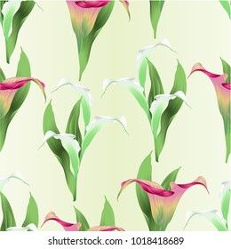Seamless texture Calla lily white and pink flowers and leaves   herbaceous perennial ornamental plants   vintage  vector illustration editable hand draw