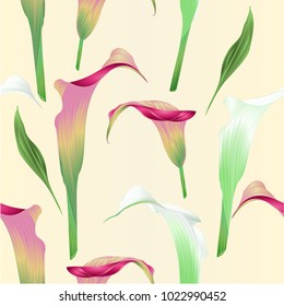 Seamless texture Calla lily white and pink flowers   herbaceous perennial ornamental plants on a white background  vintage  vector illustration editable hand draw

