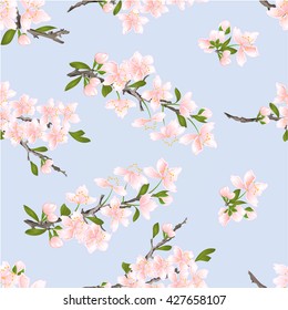 Seamless texture cherry blossoms  natural background vector illustration 