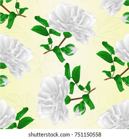 Seamless texture flower white Camellia Japonica  with buds vintage  vector illustration editable hand draw