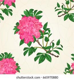 Seamless texture flowers  pink rhododendron twig Mountain shrub vintage crack vector illustration hand draw

