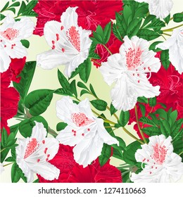Seamless texture flowers red and white rhododendrons twigs natural background  vintage vector illustration editable hand draw