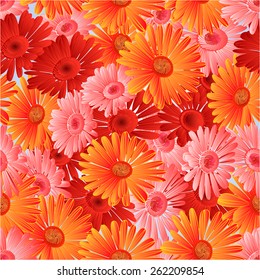 Seamless  texture Gerbera in  festive red background vector Illustration