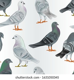 Seamless texture gray and  white Carriers pigeons domestic breeds sports intelligent birds vintage  vector  animals illustration for design hand draw
