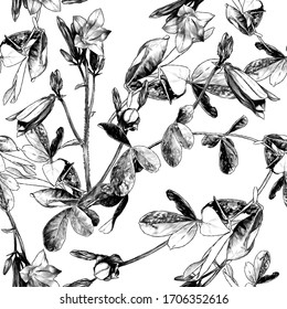 textura transparente con la imagen de las plantas, una espiral de una flor campana con brotes abiertos y una hoja de pasto con hojas, esbozar gráficos vectoriales ilustración monocromática sobre un fondo blanco