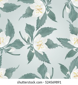 Seamless texture jasmine twig flower and buds spring flower  vector illustration