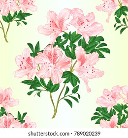 Seamless texture light pink flowers rhododendron twig with leaves mountain shrub vintage vector illustration editable hand draw