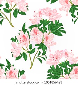 Seamless texture light pink rhododendron twig with flowers and leaves mountain shrub vintage hand draw vector illustration