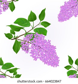 Seamless texture Lilac twig with flowers and leaves vintage natural background vector illustration editable hand draw  
