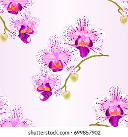 Seamless texture  Orchid Phalaenopsis purple and white stem with flowers and  buds closeup  vintage  vector editable illustration hand draw