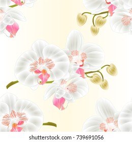 Seamless texture Orchid  white Phalaenopsis stem with flowers and  buds  vintage  vector editable illustration hand draw