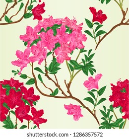 Seamless texture red and pink rhododendron branch mountain shrub vintage vector botanical illustration hand draw