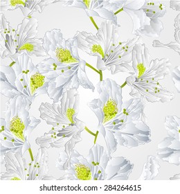 Seamless texture  rhododendron  white flower Mountain shrub vector illustration