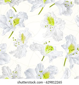 Seamless texture  rhododendron  white flower Mountain shrub cracks vintage vector illustration