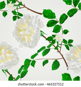 Seamless texture rose white flower stem with leaves and blossoms vector illustration
