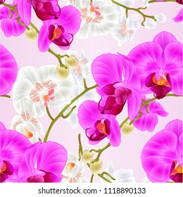 Seamless texture stem with flowers and  buds beautiful orchid Phalaenopsis purple and white   closeup vintage  vector illustration editable  hand draw