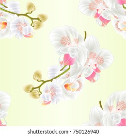 Seamless texture  stem with flowers and  buds beautiful  Orchid white Phalaenopsis  closeup  vintage  vector editable illustration hand draw