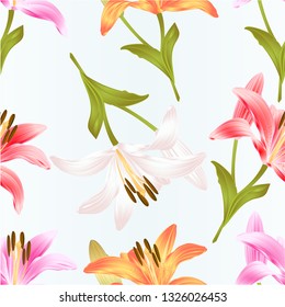 Seamless texture stem Lily flower yellow white pink yellow red  Lilium candidum nature background  vintage vector illustration editable Hand draw