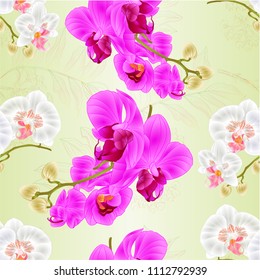 Seamless texture stems orchids Phalaenopsis White and purple flowers and buds tropical plants  vintage vector botanical illustration for design hand draw