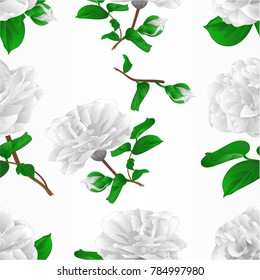 Seamless texture three white flowers Camellia Japonica  with buds vintage vector illustration editable  hand draw 