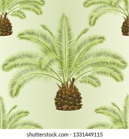 Seamless texture tropical plant Palmae Phoenix canariensis date palm Arecaceae and leaves  on a white background vintage vector illustration  editable hand draw