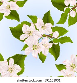 Seamless texture Twig of apple tree with flowers blue background vector illustration  