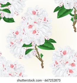 Seamless texture twig white flower rhododendron  vintage vector editable illustration hand draw 
