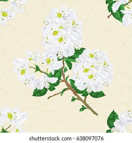 Seamless texture twig white rhododendron mountain shrub cracks in the porcelain vintage hand draw vector illustration