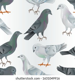 Seamless texture white and gray  Carriers pigeons domestic breeds sports intelligent birds vintage  vector  animals illustration for design hand draw