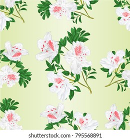 Seamless texture white rhododendron twig mountain shrub vintage vector illustration editable hand draw