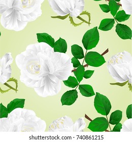 Seamless texture white rose flower stem  nature background vintage  vector  illustration editable hand draw
