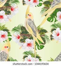 Seamless texture Yellow cockatiels cute tropical birds funny  parrots and white hibiscus watercolor style on a green background vintage vector illustration editable hand draw