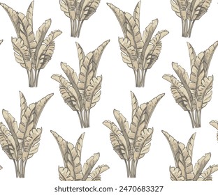 Patrón tropical sin costuras con palmeras de plátano. Ilustración vectorial. hojas beige aisladas sobre fondo blanco.