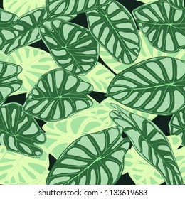 Seamless Tropical Pattern. Trendy Background with Rain Forest Plants. Vector Leaf of Alocasia. Araceae. Handwritten Jungle Foliage in Watercolor Style. Seamless Exotic Pattern for Textile, Fabric.