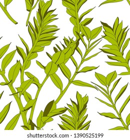 Seamless tropical pattern, vivid tropic foliage, green exotic zamioculcas leaves. Vintage white background.