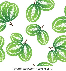 Seamless tropical summer pattern with exotic green leaves calathea.