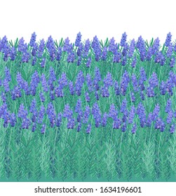 Seamless vector border pattern with lavender flowers,  Lavandula angustifolia, Lavandula officinalis, on white background