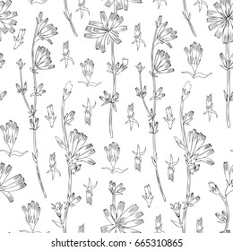 Seamless vector floral pattern, Chicory flower hand drawn graphic botanical illustration, doodle sketch isolated on white background, medical endive plant line art for design packaging cosmetic, tea
