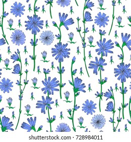 Seamless vector floral pattern, Chicory flower hand drawn graphic botanical illustration, colorful sketch isolated on white background, medical endive plant art for design packaging, wallpaper, paper