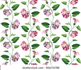 Seamless vector flower and foliage pattern Convolvulus. Isolated on a white background