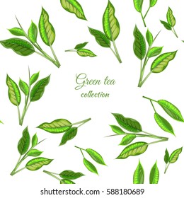 Seamless vector green tea banner with tea leaves on white background. Design for packaging, tea shop, drink menu, homeopathy and health care products.