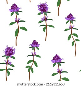 Seamless vector illustration with thyme flowers on a white background. To decorate textiles, packaging.