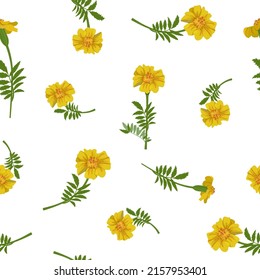 Seamless vector illustration with yellow marigolds on a white background. For decorating textiles, packaging, paper.